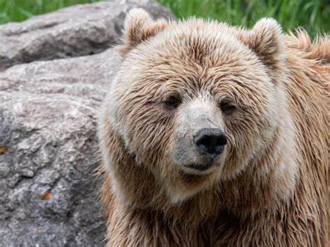 Brown Bear Portrait Stock Image Image Of Dangerous 220058515