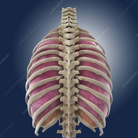 Chest Anatomy Artwork Stock Image C0131516 Science Photo Library