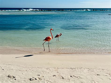 Flamingo Beach Aruba Everything You Need To Know — Shoreline