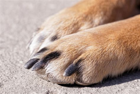 The blades are typically made from sharp stainless and won't split your cats claws when trimming. dog-paw-problems-ingrown-nails