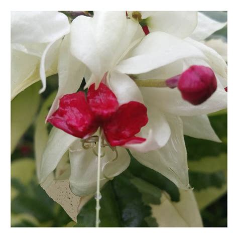 Bleeding Heart Vine Variegated Live Tropical Plant White Red Flower