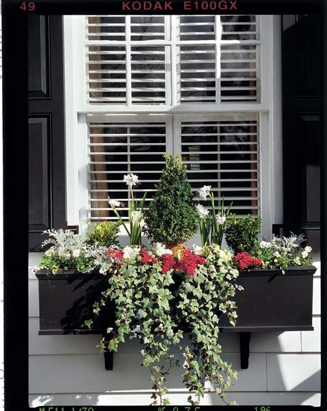 How To Plant And Care For A Winter Window Box Winter Window Boxes