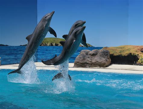 Dolphin Marine Conservation Park Nsw Holidays And Accommodation Things