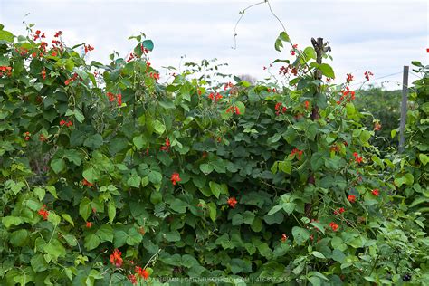 Scarlet Runner Beans Phaseolus Coccineus Greenfuse Photos Garden