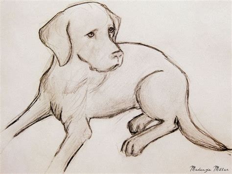 Image Result For Easy Simple Labrador Drawing Animal Drawings Dog