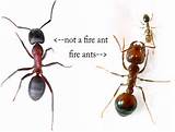 Photos of Vinegar Fire Ants