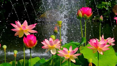 Lotus Flower Wallpapers 67 Background Pictures