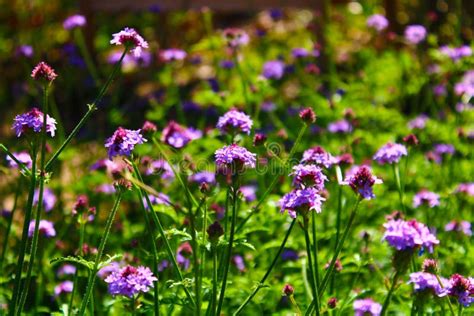 Long Stemmed Purple Flowers In An Open Field With Lush Green Leaves