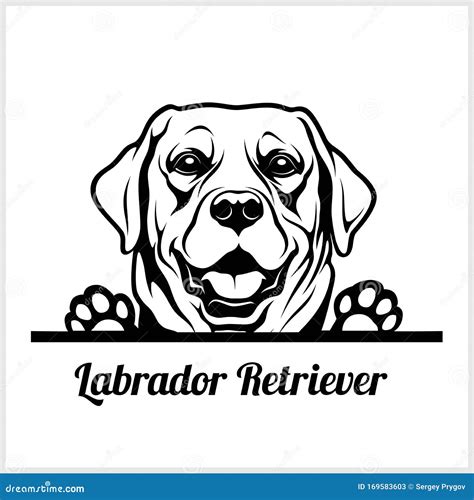 Dog Head Labrador Retriever Breed Black And White Illustration Stock