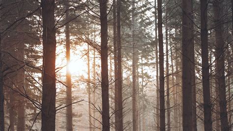 Download Wallpaper 2048x1152 Forest Fog Trees Pines Sun Ultrawide