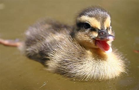 Baby Duck ♥ Smiling Animals Cute Animal Pictures Baby Animals