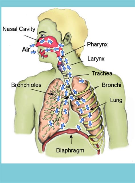 Free Respiration Cliparts Download Free Respiration Cliparts Png