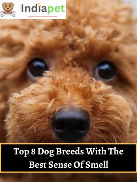 Top 8 Dog Breeds With The Best Sense Of Smell