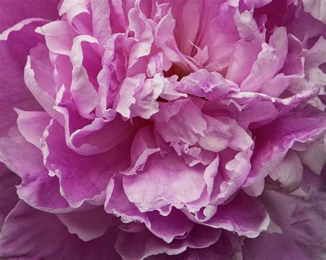 Pretty In Pink Peony Petals Flower Photography Photograph By Ann Powell