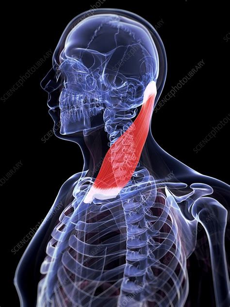 Human Neck Muscle Illustration Stock Image F0107683 Science
