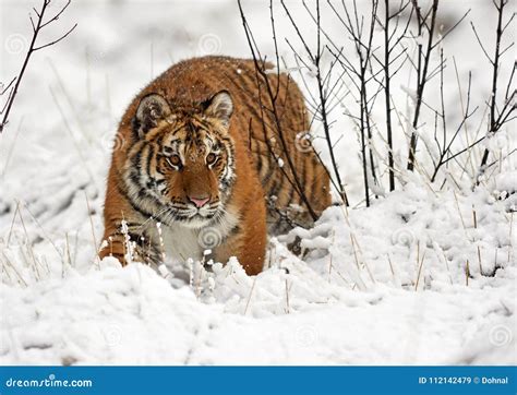 El Panthera El Tigris El Tigris Del Tigre Siberiano Imagen De Archivo