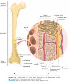 Types Of Bone Tissue