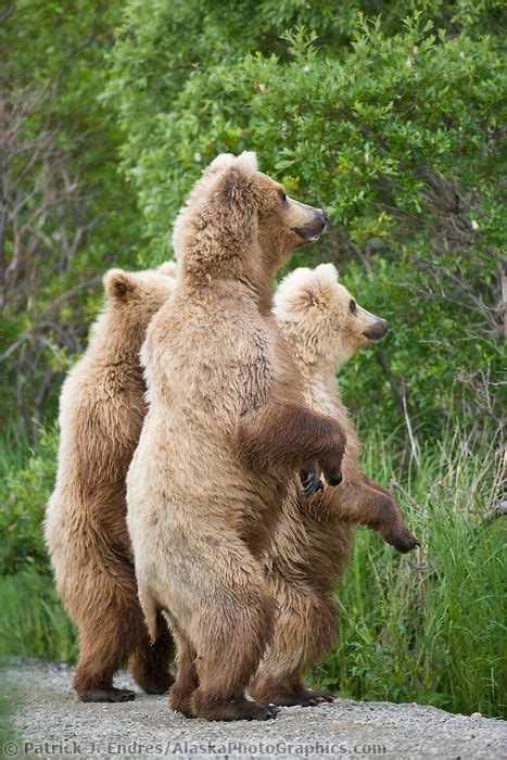 Brown Bear Sow And Cubs Stand Alert Katmai National Park Southwest