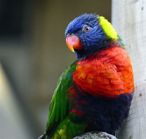 Fotos Gratis Naturaleza Pájaro Animal Rojo Pico Tropical