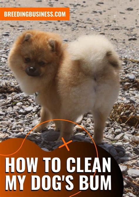How To Clean A Dogs Bum Steps Anal Glands And Faqs