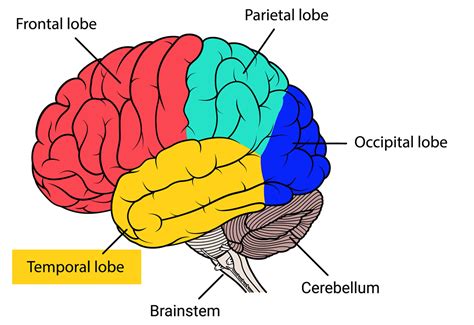 Temporal Lobe Epilepsy Diagnosis And Treatment Nervous System