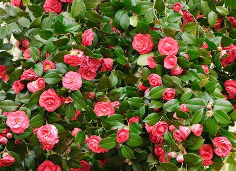 Winter Shrubs 10 Colorful Picks For Your Landscape Bob Vila