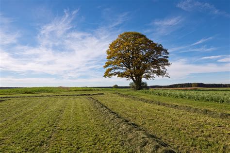 Free Single Oak Tree In Fields Stock Photo