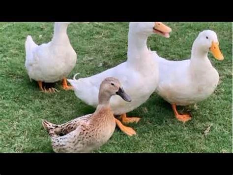 By what name was xtremo (2021) officially released in india in english? DOWNLOAD: Duck Pack 51 Blogspot What Is Duck Pack 51 Here ...