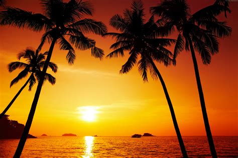 113473 5k 4k Wallpaper Palms Sunset Ocean