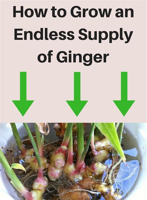How To Grow An Endless Supply Of Ginger Growing Ginger Growing