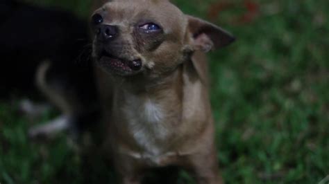 Angry Chihuahua Youtube