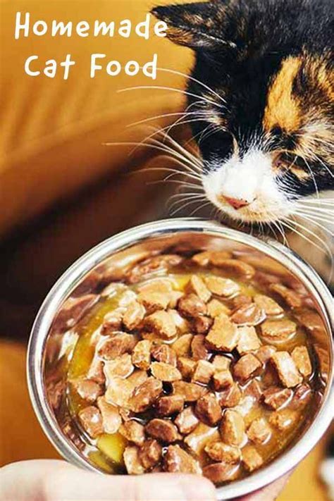Pin On Cat Health