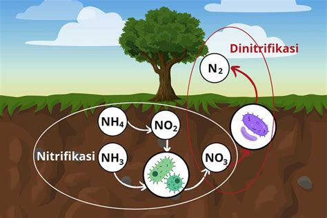 Tahapan Proses Siklus Nitrogen Secara Lengkap