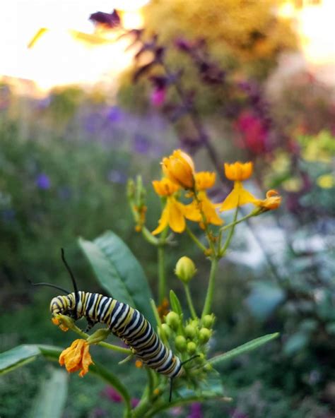 10 Ways To Help Pollinators Save Bees Butterflies And Beyond