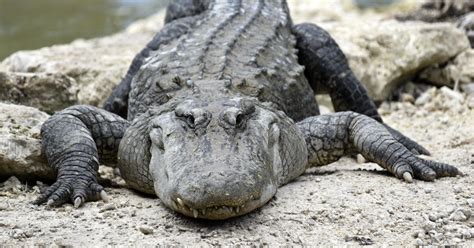 Police Remove Six Foot Alligator From Massachusetts Backyard Cbs News