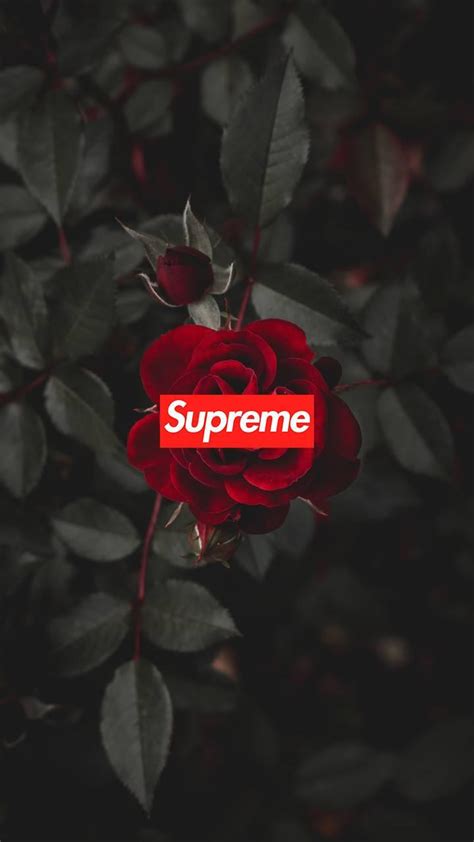 Learn how to customize your xbox live accounts profile picture now! Supreme Rose Wallpapers - Wallpaper Cave
