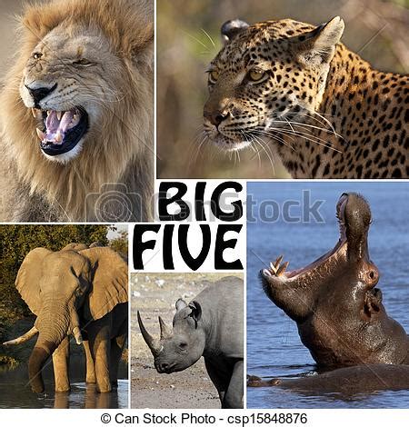 If you had bought big 5 sporting goods (nasdaq:bgfv) stock five years ago, you'd be sitting on a 88% loss, today. Picture of African Safari - The Big Five - The Big Five ...
