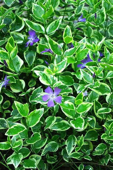Evergreen Ground Cover Shade Easy To Remove Autumn Leaves