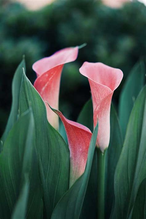 Romantic Flower Of The Month Calla Lily