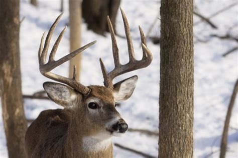 Wisconsin Deer Hunting Everything Hunters Need To Know Outdoor