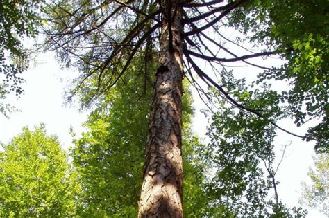 Tourisme végétal des arbres remarquables à voir dans le Grand Est