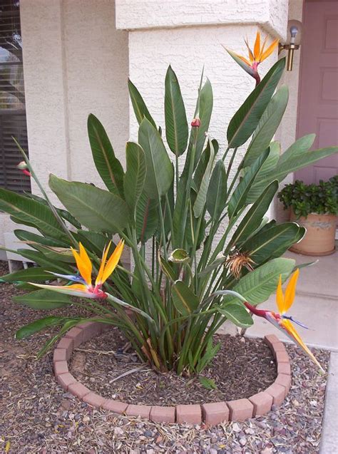 How To Take Care Of A Bird Of Paradise Plant Indoors