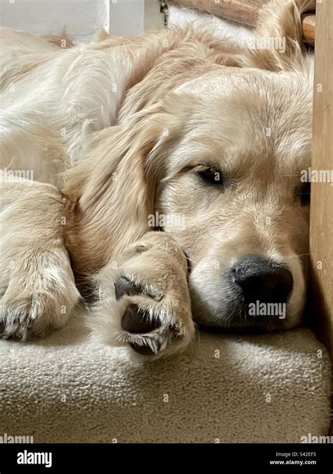 Golden Retriever Puppy Sleeping Stock Photo Alamy