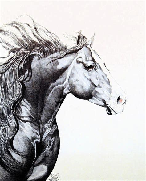 Quarter Horse Drawings