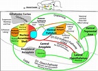 Frontiers | Lateral hypothalamus, nucleus accumbens, and ventral ...