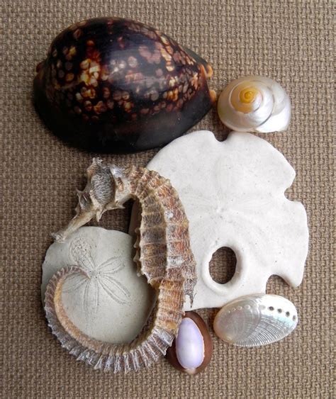 Summerland Cottage Studio Collecting Seashells