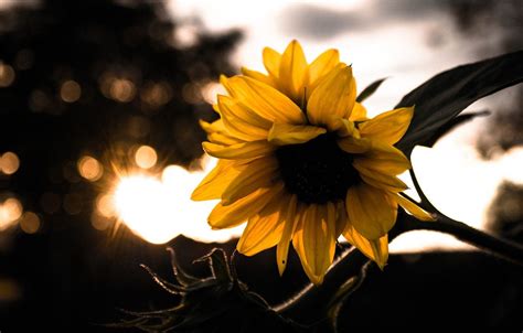 Autumn With Sunflowers Wallpapers Wallpaper Cave