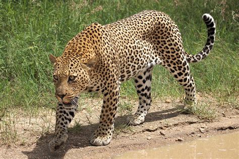 Animais Selvagens Da África Características E Alimentação Portal Dos