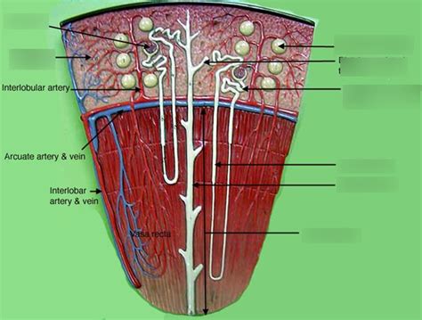 Inside The Renal Pyramid Diagram Quizlet