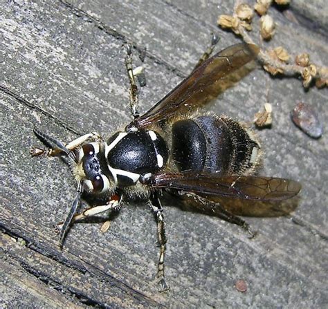 Baldfaced Hornet Queen Dolichovespula Maculata Bugguidenet